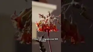 Hummingbird Nature's Tiny Marvels #facts #dailyfacts #curiosity #birds #study #studyfreak #shorts