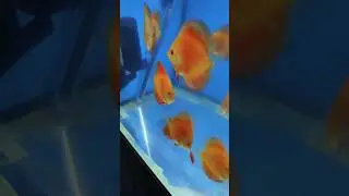 Pat&ecirc; Top #fish #acaradiscus #acaradisco #acaradiscos #discus #acaraguto
