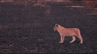 Five Cubs Missing From the Lion Pride! (Nharus)