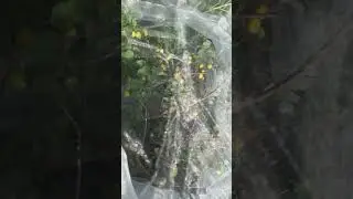 Bird netting for fruit trees