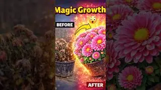 The guldavari plant magic growth#shorts#organic#gardening#vegetables#plants#nature#The ASK Plant