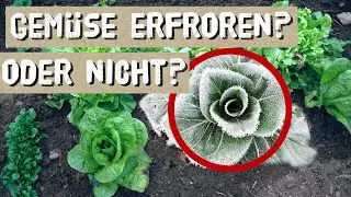 Erfrorenes Gem&uuml;se im Winter retten - Winterkulturen im Garten &uuml;berwintern - Salate im Winter pflegen