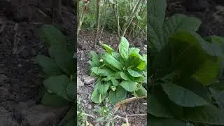 AGULI&Ccedil;E (Primula Veris) #kosherja #agulice #barna #shqiperi #bigbrotheralbaniavip #luleagulice