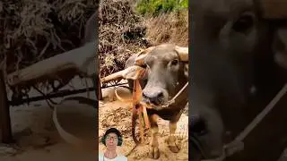 Smart buffalo pulling cart #buffalo #satisfying
