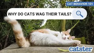 ОБЪЯСНЕНИЕ ЯЗЫКА КОШАЧЬЕГО ХВОСТОВА