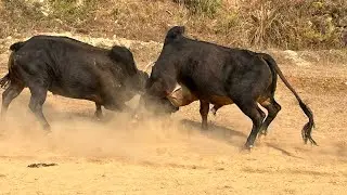 Bull Fight In Nepal #dhading 