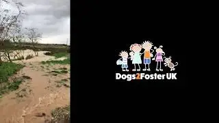 Dogs2foster and Paws Patas flood damage appeal