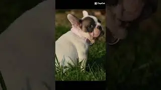 BAD JUJU blue fawn pied frenchie