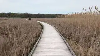 Marsh Boardwalk