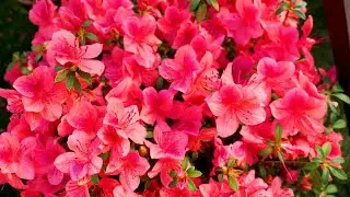 Azalea flowers in full bloom &ndash; Spring overflowing with vibrant colors