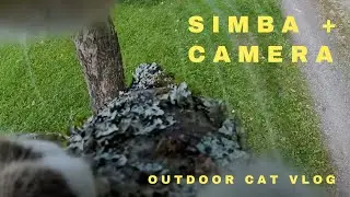 Cat vlog: Simba&rsquo;s first adventure | Exploring our newly renovated catio & tree climbing | 4K cat POV