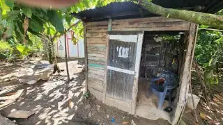 Sacando ñame Dominicano 