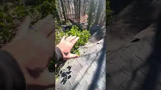Massive Tree Crushes Roof After Crazy Wind Storm | Jan 11, 2026 Ft Washington Maryland #roof #storm