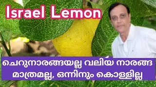 @GeorgeTheIndianFarmer Israel Lemon is not good compared to Indian Lemon. ഇസ്രായേൽ നാരങ്ങ.