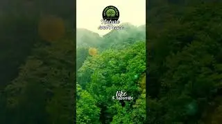 🌲Green Symphony : Drone Journey Through Nature&rsquo;s Heart 💚