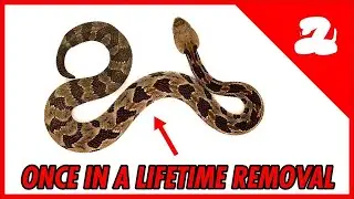 Timber Rattlesnakes don't live in Arizona ... so why did we just get a call for one?