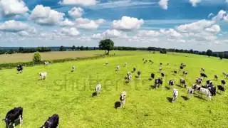 stock footage aerial view of summer countryside with grazing cows agricultur
