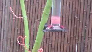 Hummingbird tree