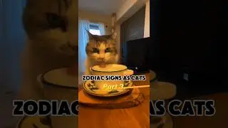 The zodiac signs as cool cats (part 3) #zodiacsigns #cats #astrology