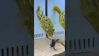 Epic Showdown: Fish vs. Crab Fight in a Glass Tank! 🐟🦀