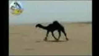 مزاين قبيلة الدواسر