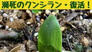 瀕死のクンシラン・復活！/蒸れと寒さで傷んだクンシランが復活してきました/