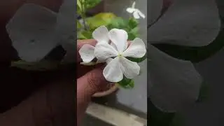 When the drops of rain fell on the evergreen flower it looked so beautiful#viralvideo #flower#facts