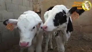 What do animals sound like:  camel, cat, wolf, camel, cow, fish, cow