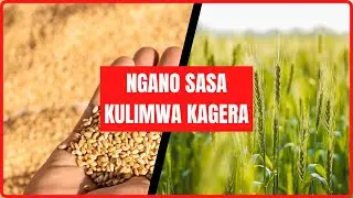 MKOA WA KAGERA KUANZA KULIMA NGANO