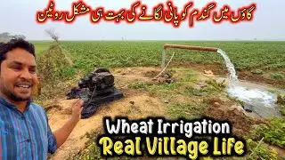 A Day in Village Fields | Wheat Irrigation & Hard Work