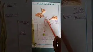 Floral parts#Hibiscus#datura#science activities#viral video@happylearningtutor