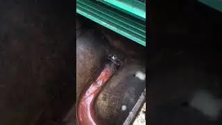 Ratwall in action