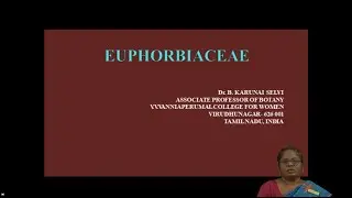 Euphorbiaceae