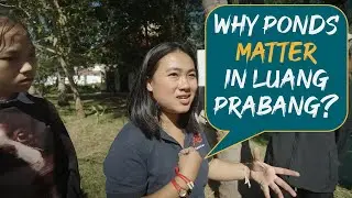 Why ponds matter in Luang Prabang❓