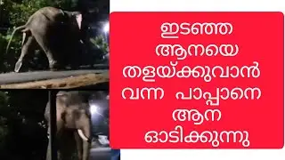 ഇവിടെ വാ ആനേ..  ഇടഞ്ഞ ആന പാപ്പാനെ ഓടിക്കുന്നു | Elephant attack kerala | Elephant video kerala