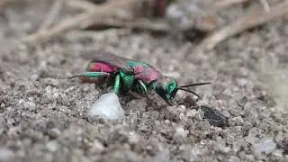 Bee-wolf Philanthus triangulum and its cuckoo jewel wasp Hedychrum rutilans