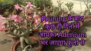 How To Force Adenium To Grow Multiple Branches || Adeniums को कब, क्यों ,  कितना Prune करें |