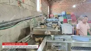 Oyster Sorting Machine in Action-Inside Seafood Factory Process