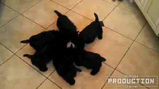 Cute animals drinking milk &ndash; Baby animal compilation