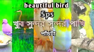 beautiful bird5ps Beautiful Quran Tilawat #sots video#I.C.S.TV 24