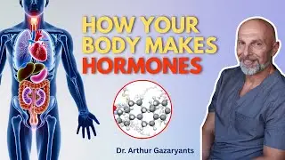 Steroid Hormone Synthesis - How Your Body Makes Hormones