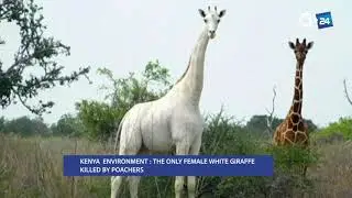 KENYA - THE ONLY FEMALE WHITE GIRAFFE KILLED BY POACHERS
