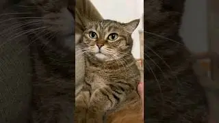 Baby cat❤️/ Human and cats bonding😽 #catlife #cutebabycat #cutevoice #viralvideo #shortsfeed #shorts