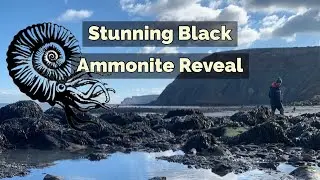 A Beautiful Black Ammonite Released For The First Time In Over 100 Million Years#short