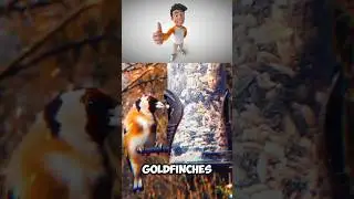 Nesting Behaviors of Goldfinches 🐦 #birds #nature #bird #americangoldfinch #youtubeshorts