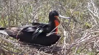 Galapagos Islands.Virgin landscape,endemic creatures.Darwin's laborator.Full HD
