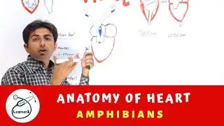 Anatomy of Amphibians Heart| Anura heart Model | Frog's heart | #LearnerZ