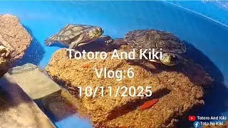 Totoro and Kiki Vlog:6 (10/11/2025) #turtle #redearedslider #vlog 