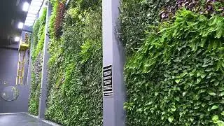 Mantenimiento del jard&iacute;n vertical en Alcorc&oacute;n (Madrid) | Restaurante B&aacute;lamo