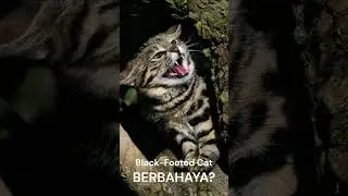 KUCING IMUT TAPI BERBAHAYA | BLACK-FOOTED CAT #shorts